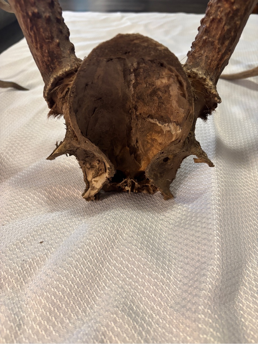 Texas White Tail Deer Antlers - Picture 10 of 10